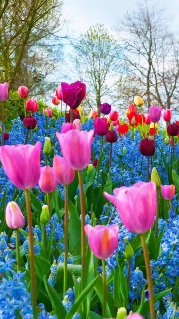 Personal Peace Procedure Free Workshop-Tulips-Flowers